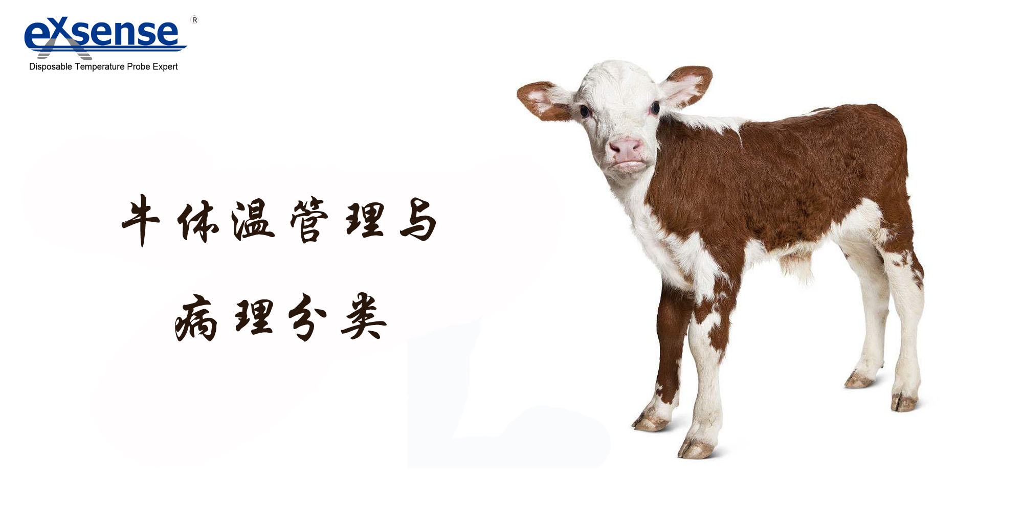 牛体温与体温探头 牛体温与体温探头